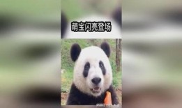 吃瓜熊猫搞笑视频下载免费,免费下载欢乐无限
